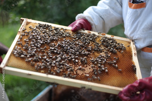 A beekeeper holds a honey cell with bees in his hands. Apiculture. Apiarium