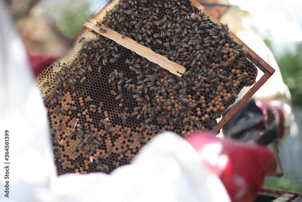 Beehives in apiary with bees, landing boards Beehives in apiary with bees, landing boards