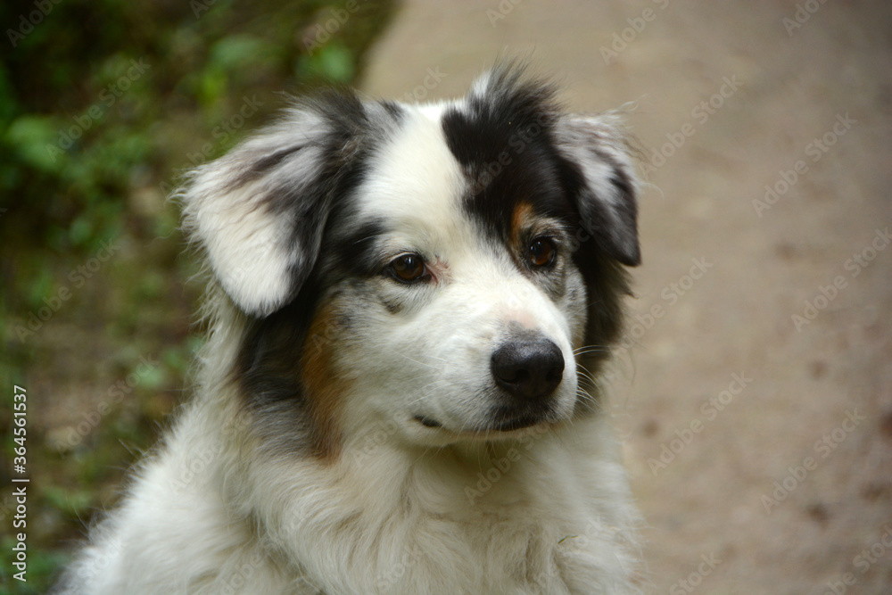 my nice Australian Shepherd, Tim