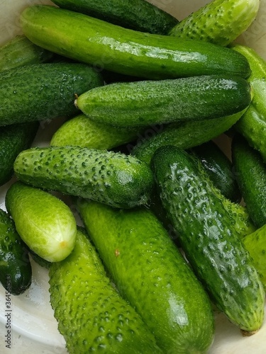 Green fresh cucumbers. Homemade cucumbers from the greenhouse to the table.