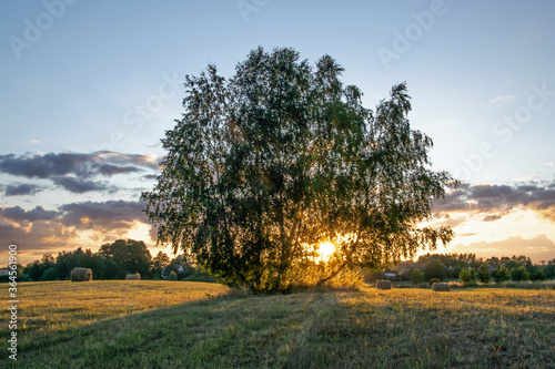 Fototapeta Naklejka Na Ścianę i Meble -  Brzoza rozświetlona promieniami zachodzącego słońca