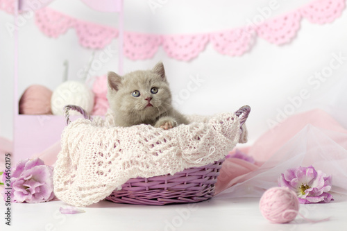 Wallpaper Mural Cute kitten plays with balls of wool. Balls of white and pink yarn. Light background. British shorthair lilac cat Torontodigital.ca
