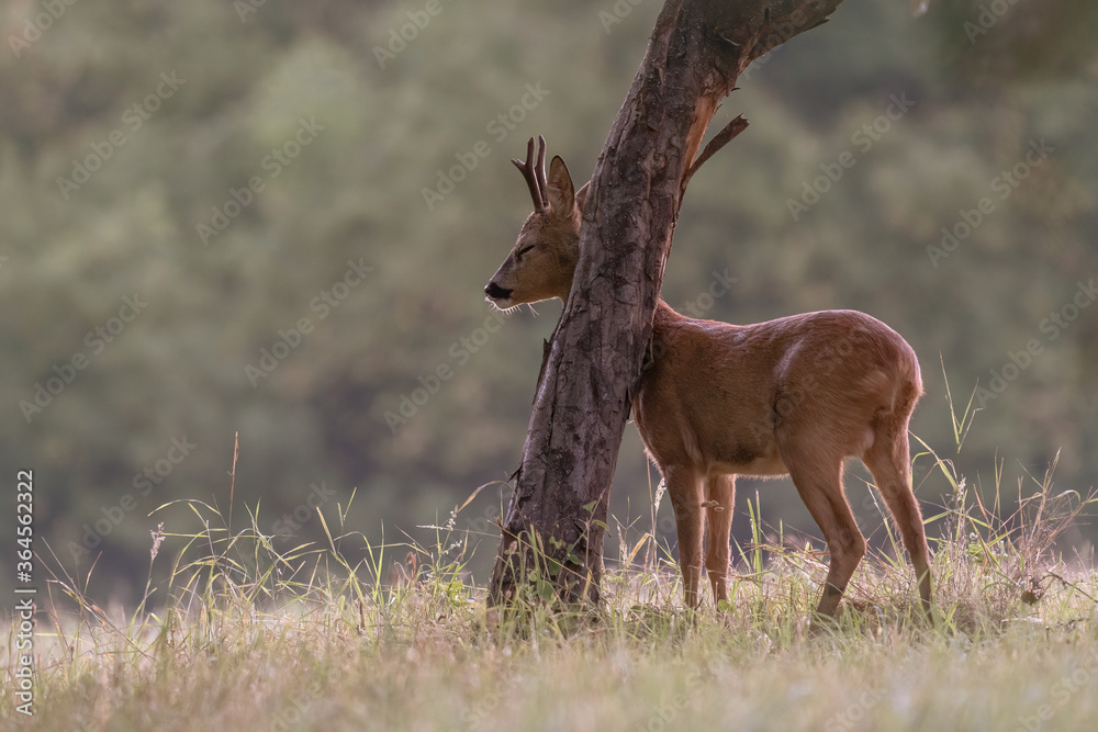 European roebuck marks his territory on a tree trunk European roebuck marks his territory on a tree trunk