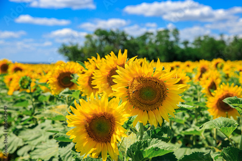 Blooming sunflowers on the summer field