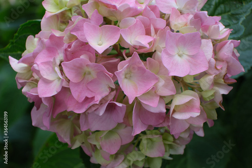 Hortensia flower