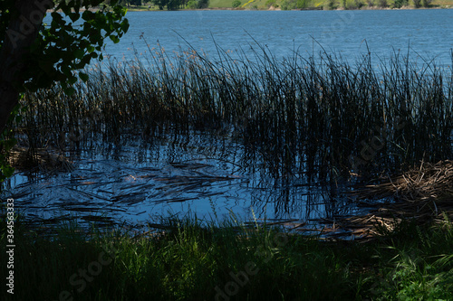 Fototapeta Naklejka Na Ścianę i Meble -  reeds at the lake