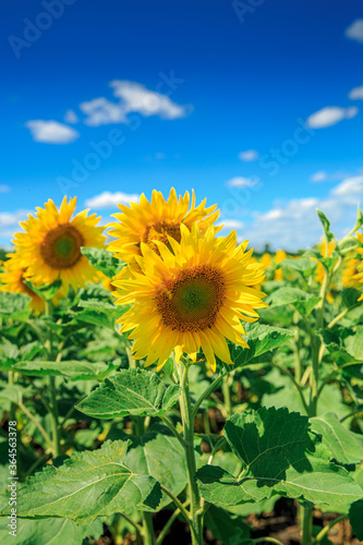 Blooming sunflowers on the summer field