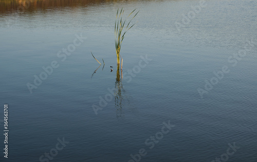 Reed reflection