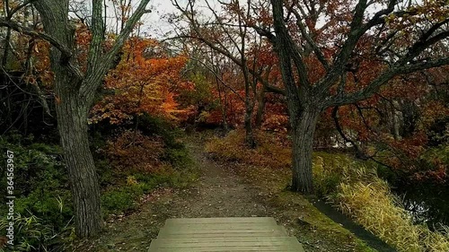 Walking over a white bridge entering a beatiful autumnal forest. Japan lake onuma on Hokkaido. Dolly in wide angle photo