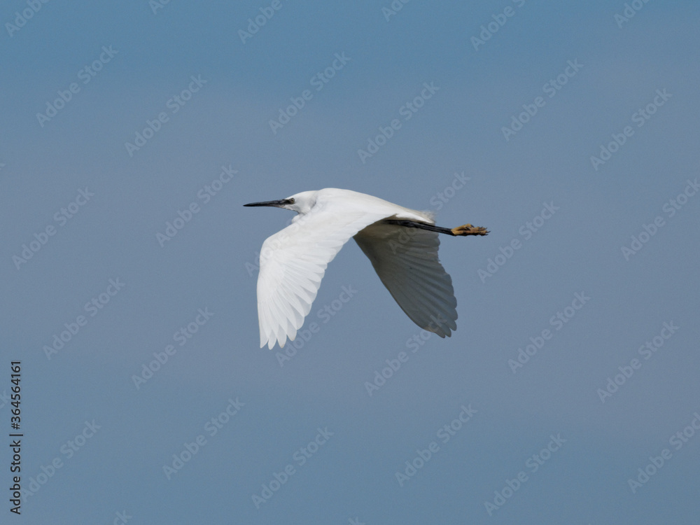 A Little Egret (Egretta garzetta) flying past the RSPB Point Of Ayr hide in Talacre, North Wales. A Little Egret (Egretta garzetta) flying past the RSPB Point Of Ayr hide in Talacre, North Wales.