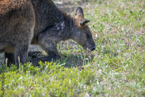 Kangaroo eating the grass, Australia