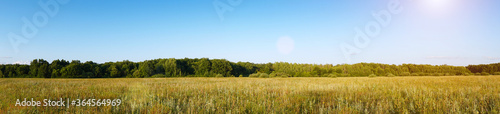 Panorama of a Large green meadow in front of a forest in the sunlight