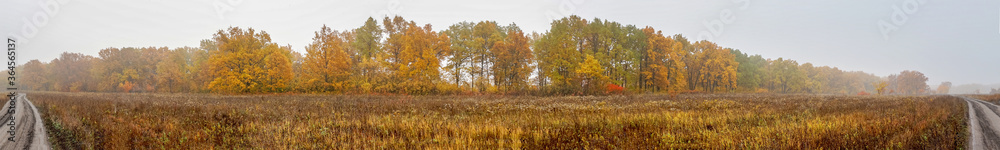 Panorama of the beautiful oak grove with yellow leaves in the morning autumn fog. Autumn landscape with fog