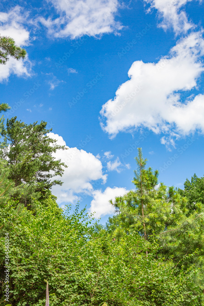 Picturesque textured clouds in the sky and branches of green trees at the daytime