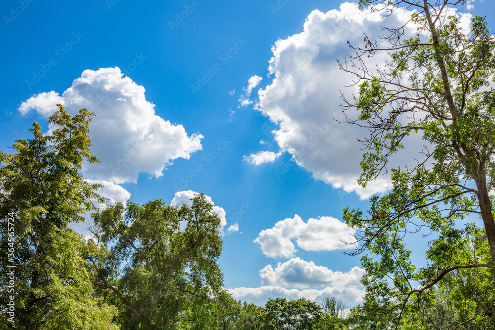 Picturesque textured clouds in the sky and branches of green trees at the daytime Picturesque textured clouds in the sky and branches of green trees at the daytime