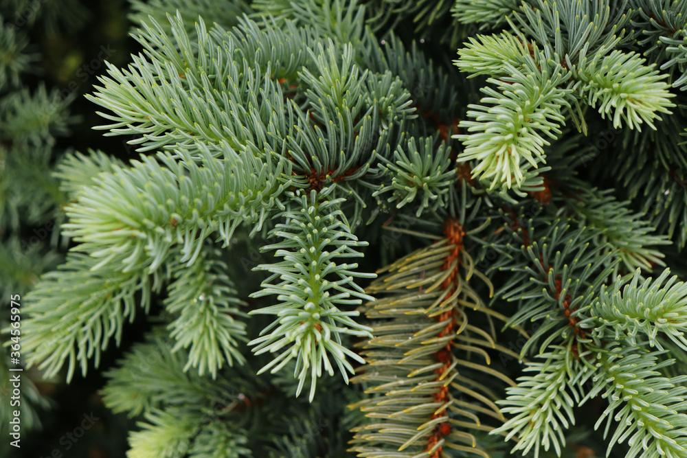 branches of a green spruce background