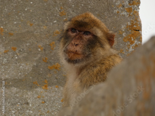 Barbary macaque (Macaca sylvanus) - portrait of wild monkey with concrete wall in the background, Apes Den, Gibraltar