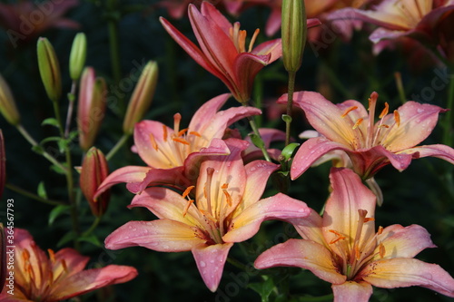 close up color lily flower in the garden background