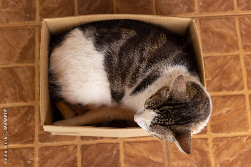 Gato dormindo em caixa de papelão no chão. foto de Stock | Adobe Stock