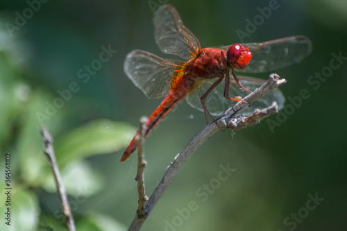 Red dragonfly perched on a branch of bokeh background © Gergana