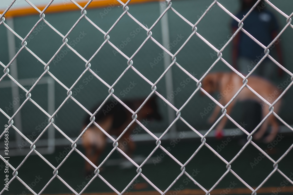 Fototapeta premium Dogs at Doggy Day Care