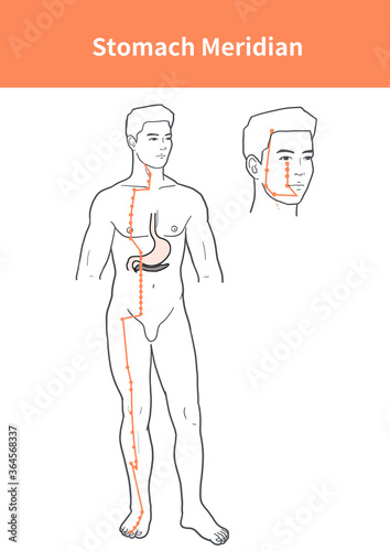Fotografía stomach meridian illustration