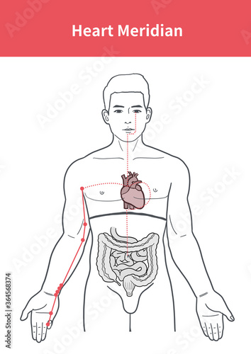 heart meridian illustration