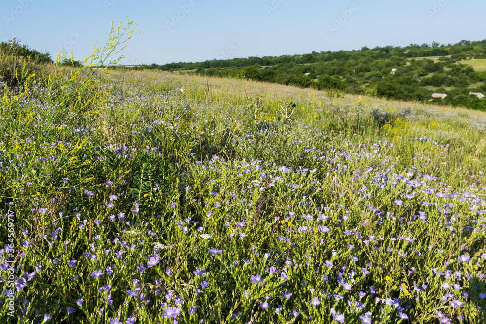 summer meadow in the morning with tall grass and blue flowers summer meadow in the morning with tall grass and blue flowers