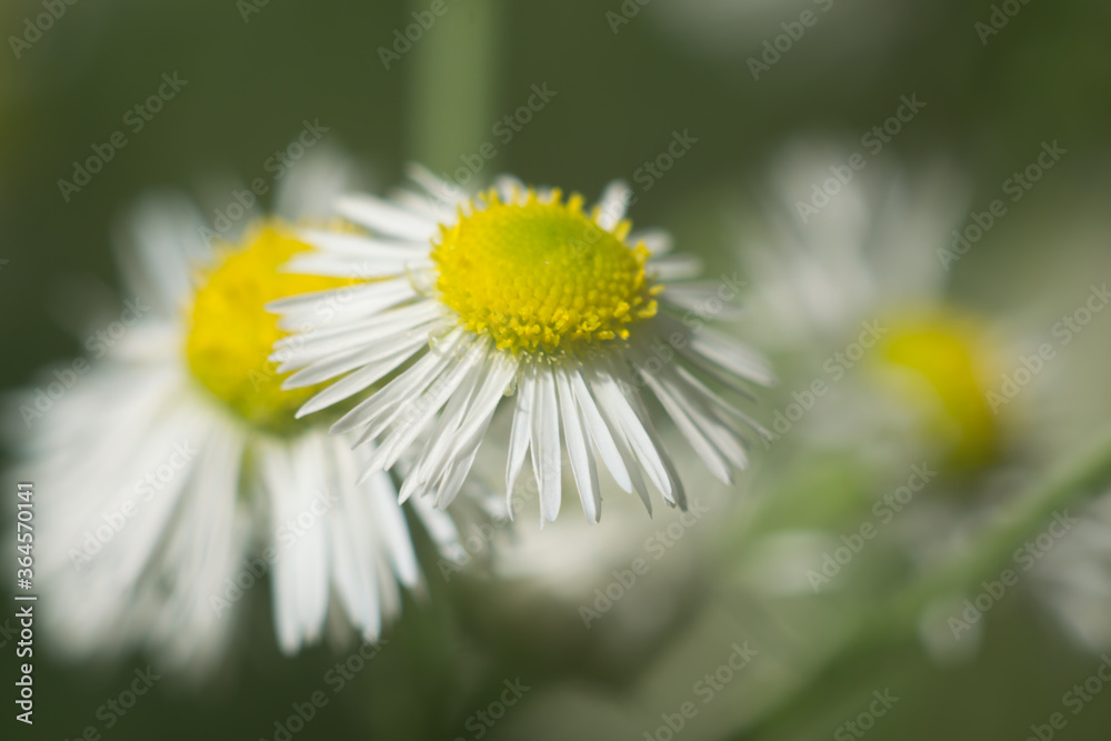macro photo of a field chamomile flower macro photo of a field chamomile flower