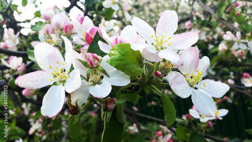 Blooming Apple trees in spring. Branch of a flowering Apple tree. Apple blossom.