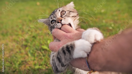 The owner plays with a young but angry kitten.