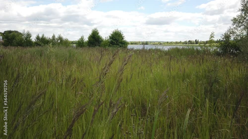 Grass swaying in the wind in a field near the river Grass swaying in the wind in a field near the river