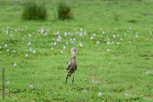 Shoebill (Balaeniceps rex) in a marshland photo