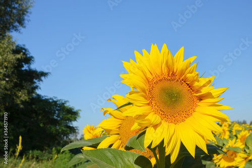 Sunflower flowers close-up on a background of blue sky. Helianthus herbaceous oilseed field. Agriculture. Travel Ukraine.