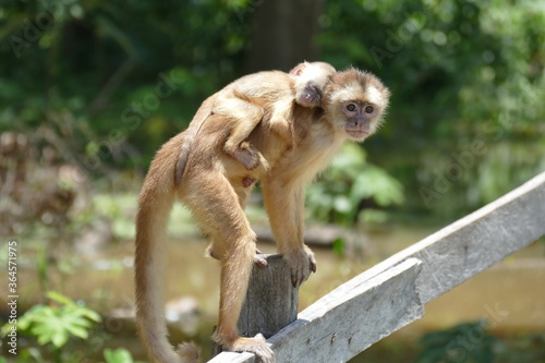 Photography White-fronted capuchin (Cebus albifrons) monkey of the subfamily Cebinae