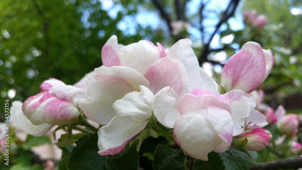 Fototapeta premium Blooming Apple trees in spring. Branch of a flowering Apple tree. Apple blossom.