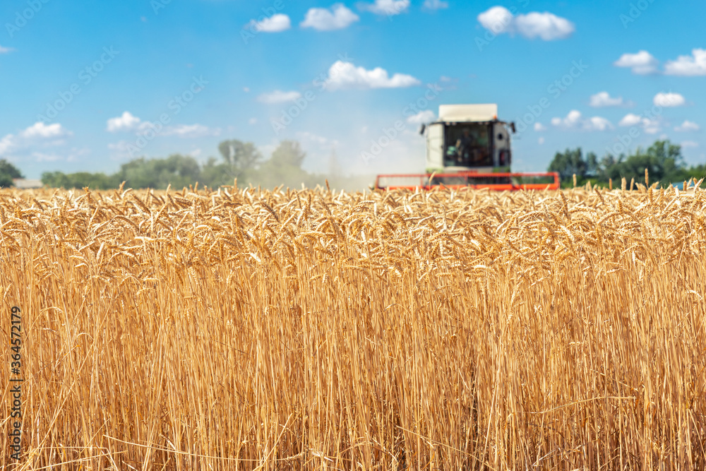 Fototapeta premium Scenic front view Big powerful industrial combine harvester machine reaping golden ripe wheat cereal field on bright summer or autumn day. Agricultural yellow field machinery landscape background