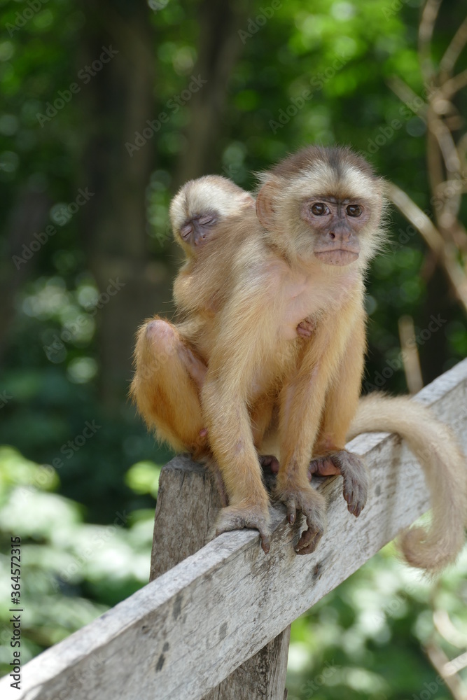 Obraz premium White-fronted capuchin (Cebus albifrons) monkey of the subfamily Cebinae. This wild animal with a little baby on his back was seen in the rainforest near Manaus, Amazonas, Brazil