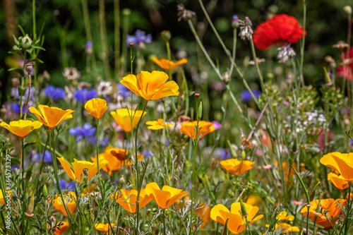 Colourful mix of wild flowers in wild flower meadow, English countryside