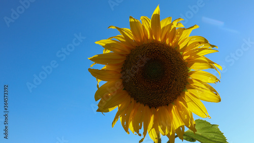 sunflower  large yellow heliotropic flower is cultivated for its edible oils and seeds  name derives from the shape of its inflorescence  rotates the stem always positioning its flower towards the sun