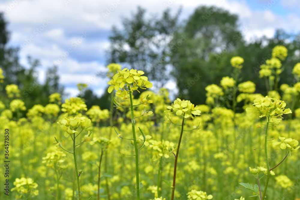 Flowering of a mustard flower in a bee apiary Flowering of a mustard flower in a bee apiary