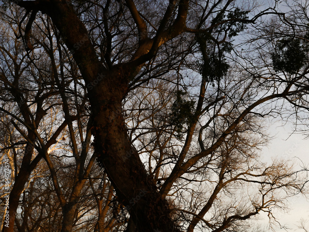 Tree with a lot of branches, city of Waco Texas USA. Tree with a lot of branches, city of Waco Texas USA.