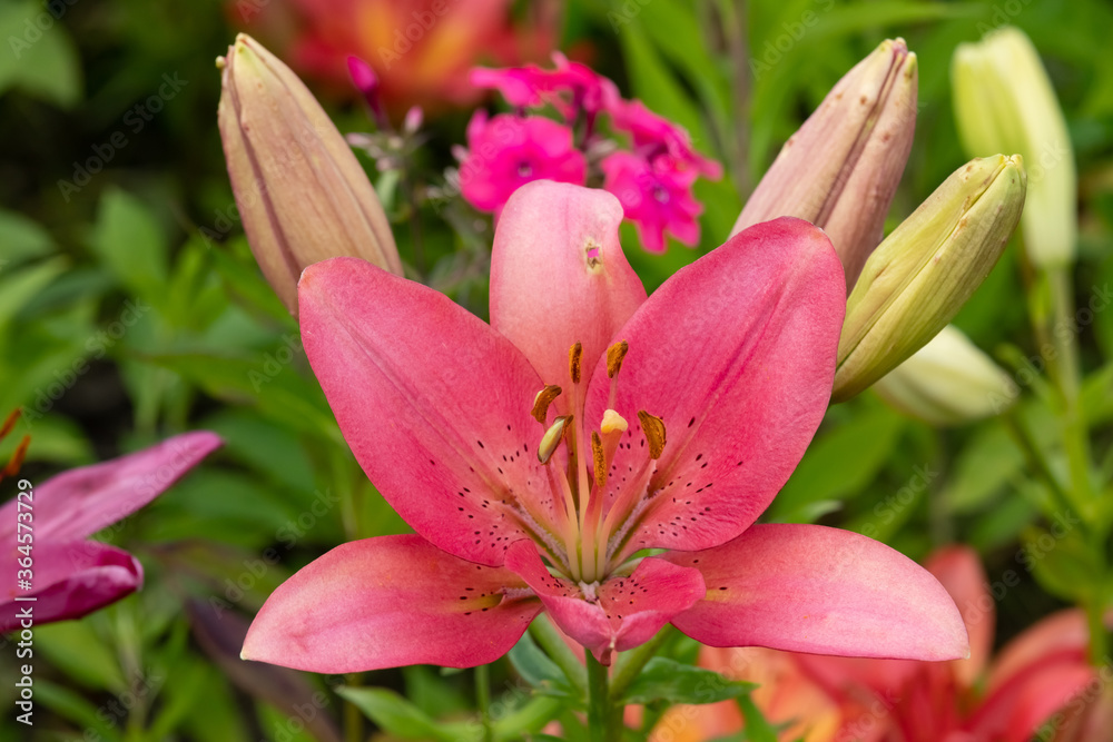 Garden Lily. Flowers. close up.