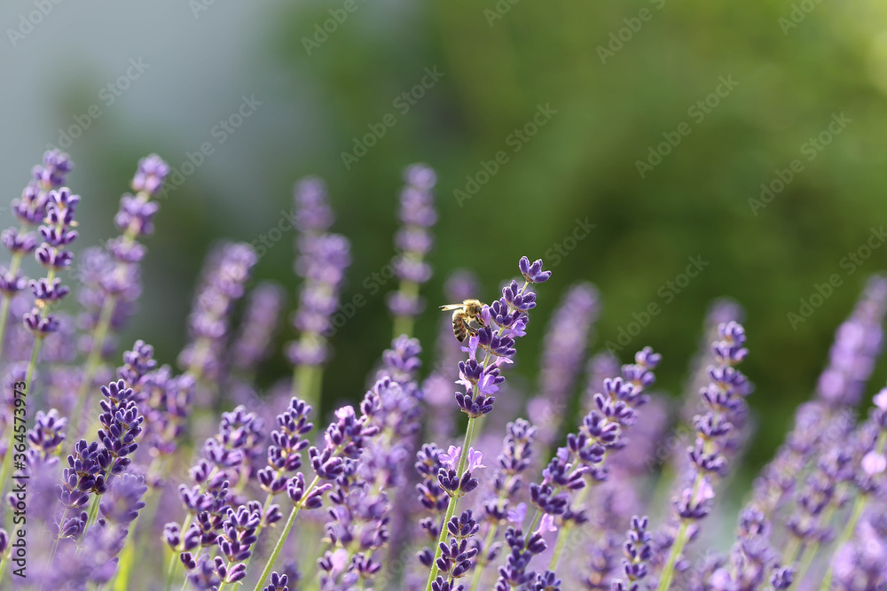 Naklejka premium Biene auf Lavendel