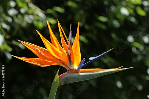 Paradiesvogelblume (Strelitzia reginae) photo