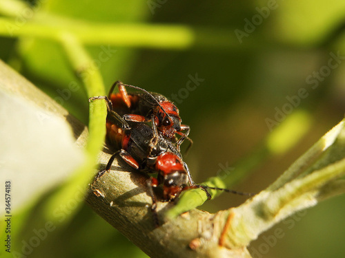 Copulation of beetles of firefighters. Reproduction of insects. Macro with blurry background. Pest control crop. Pollination of plants with flowers. Flora and fauna of the temperate region. Natural