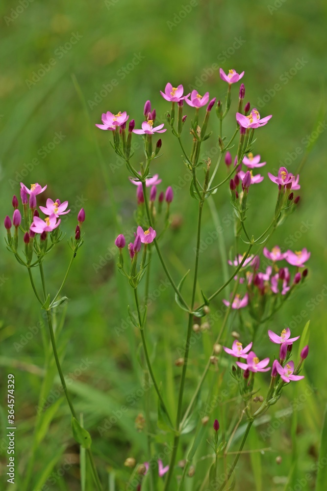 Echtes Tausendgüldenkraut (Centaurium erythraea). Echtes Tausendgüldenkraut (Centaurium erythraea).