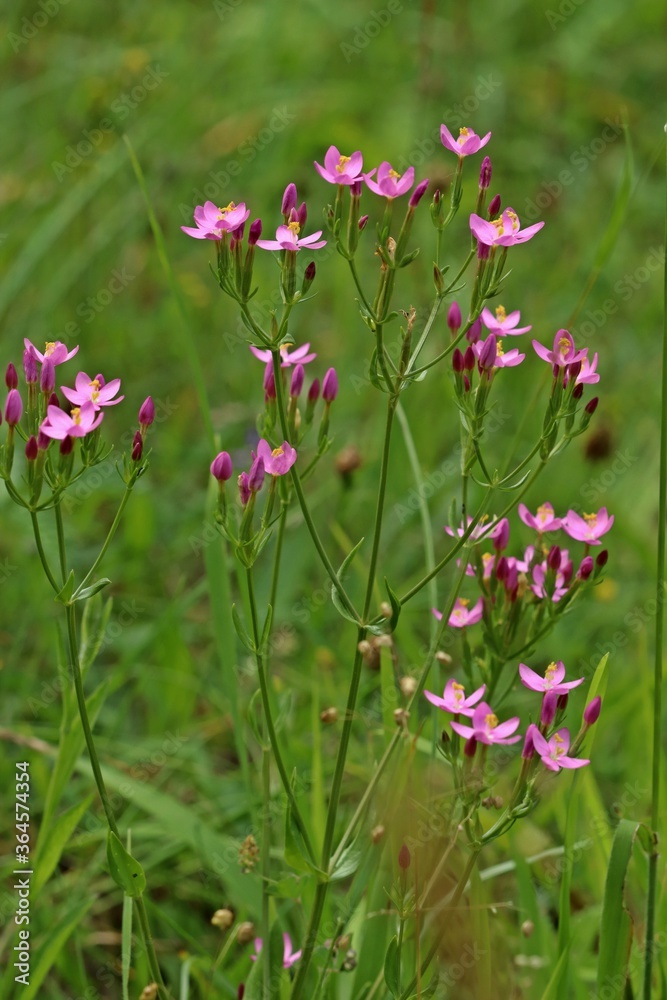 Echtes Tausendgüldenkraut (Centaurium erythraea).