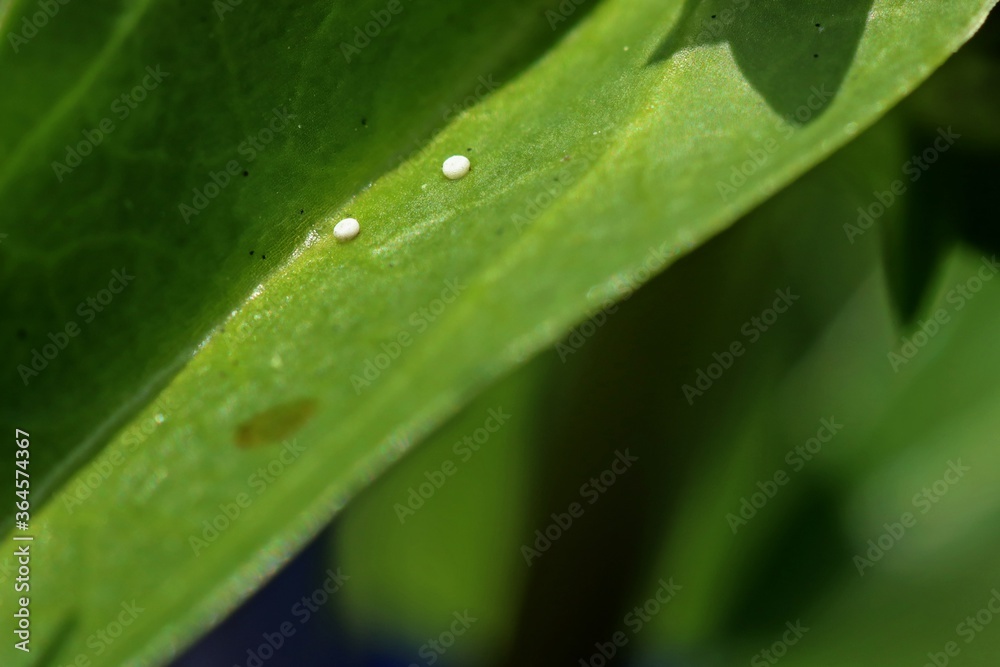 Eier des Kreuzenzian-Ameisenbläulings (Phengaris rebeli) an Kreuz-Enzian (Gentiana cruciata). Eier des Kreuzenzian-Ameisenbläulings (Phengaris rebeli) an Kreuz-Enzian (Gentiana cruciata).