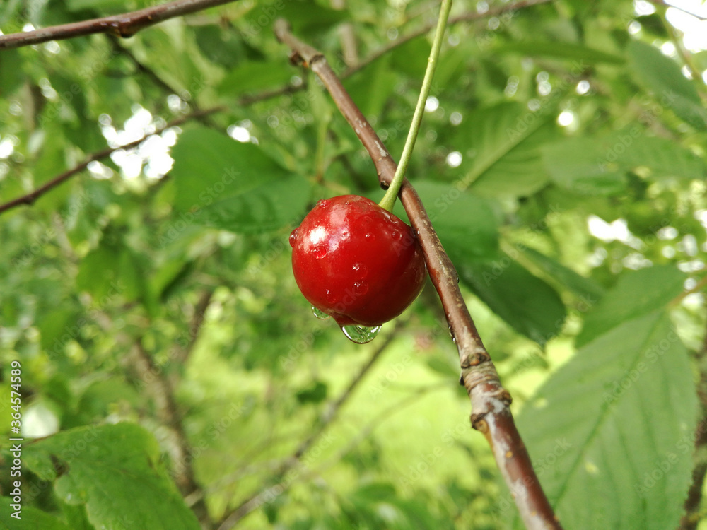 Ripe red cherry in raindrops. Close-up.